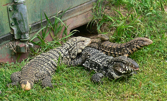 Black-and-white tegu lizard