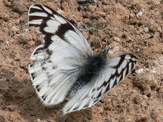 American white-milk