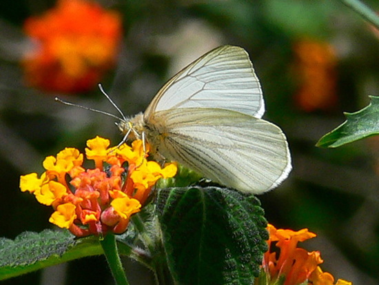 False common white