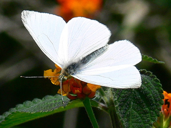 False common white