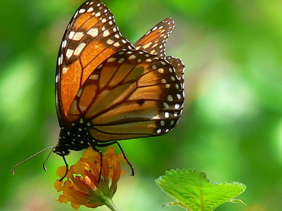 Southern Monarch