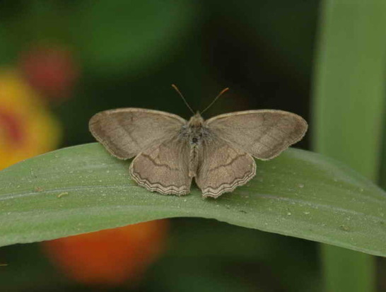 Poltys satyr