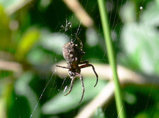 Araña tejedora