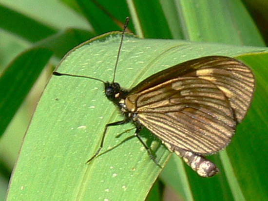 Common Lazy