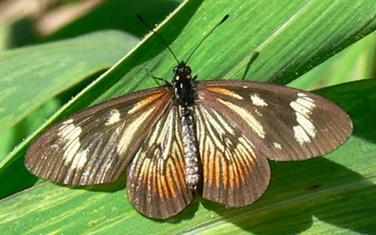 Common Lazy