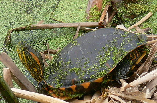 Painted turtle