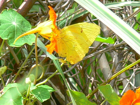 Tailed sulphur
