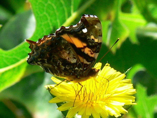 Bella mapwing