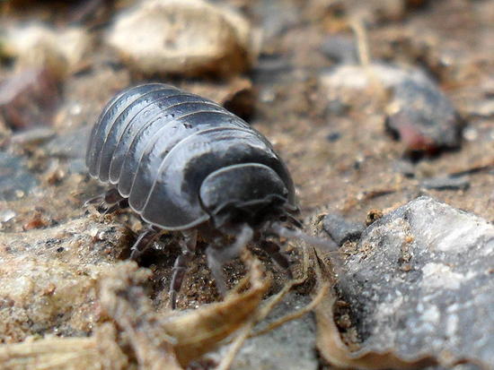 Bicho bolita común