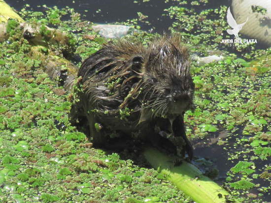 Coypu