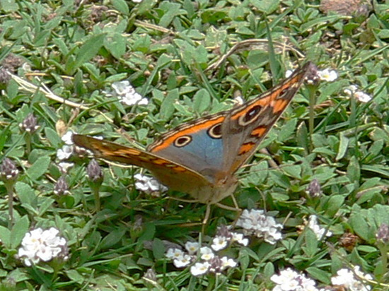 Southern buckeye