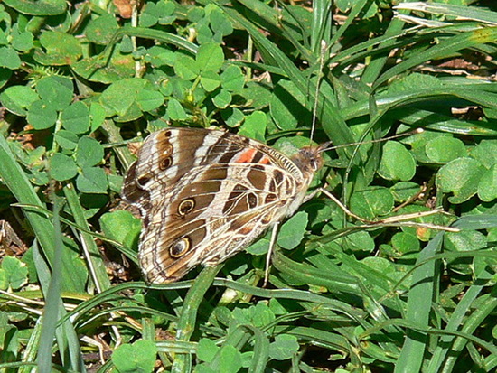 Southamerican lady