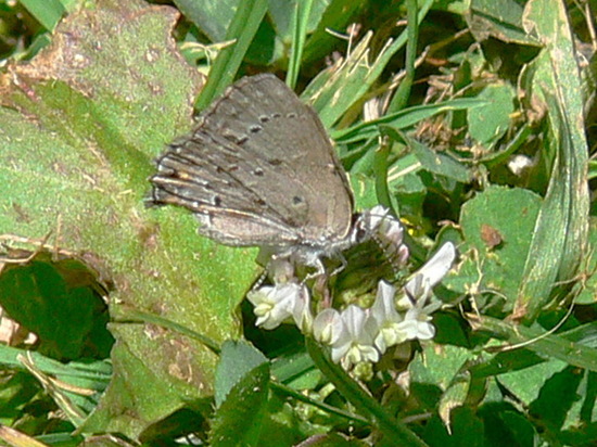 Eurytulus scrub-hairstreak