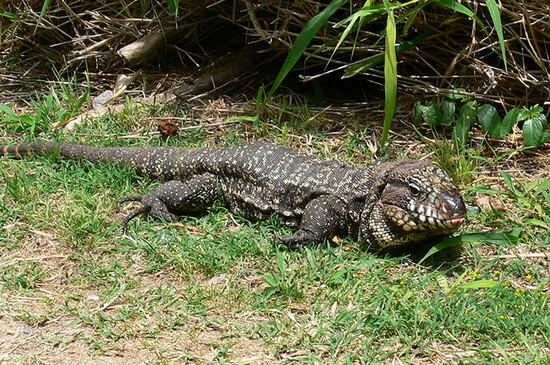 Black-and-white tegu lizard