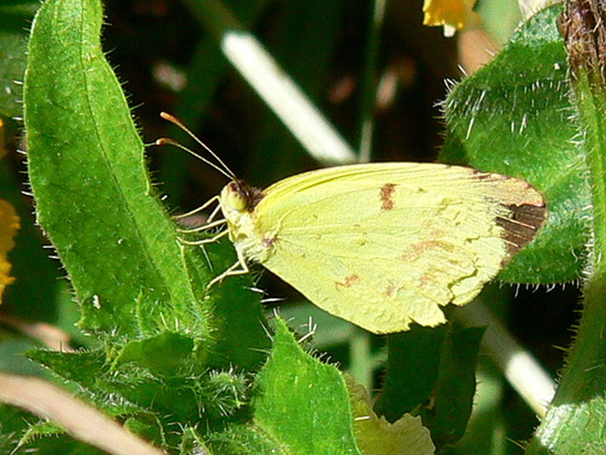 Common yellow