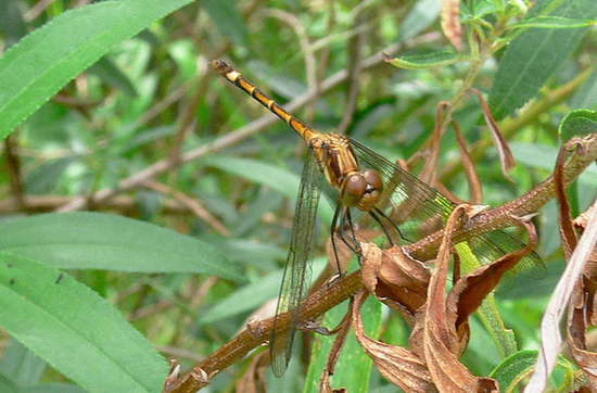 Libélula