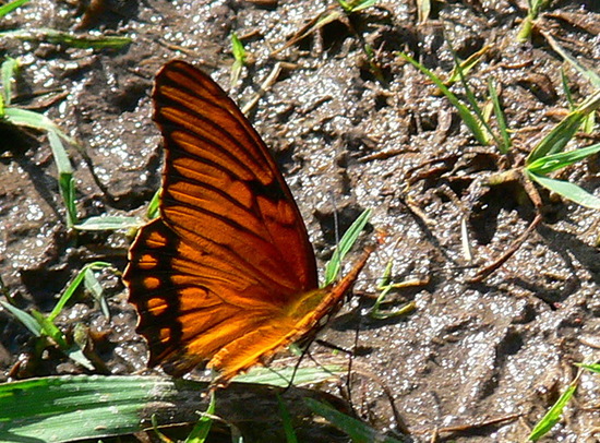 Mexican silverspot