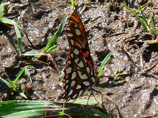 Mexican silverspot