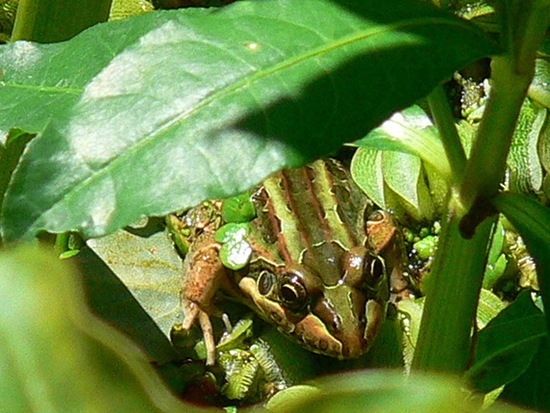 Rana criolla