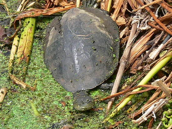 Side-necked turtle
