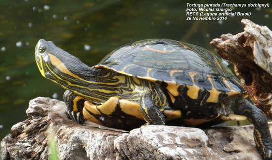 Painted turtle