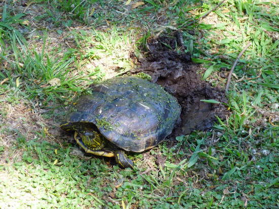 Painted turtle