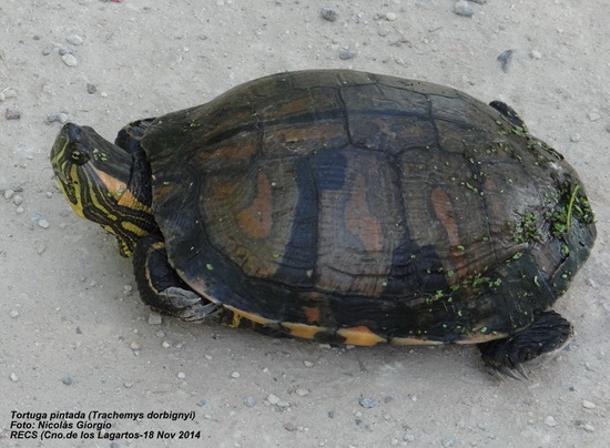 Painted turtle
