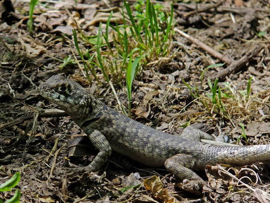 Etheridge's lava lizard