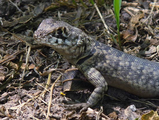 Etheridge's lava lizard