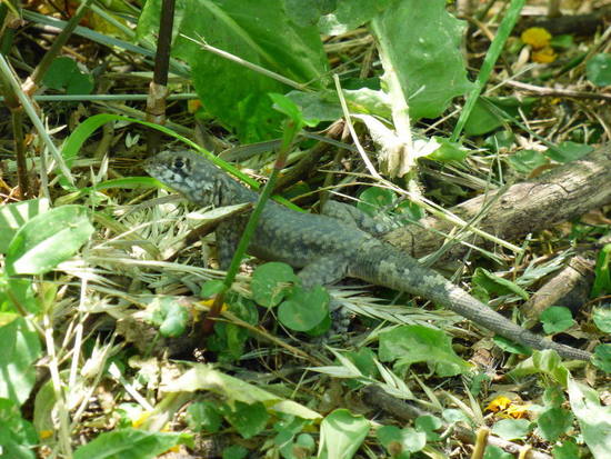 Etheridge's lava lizard