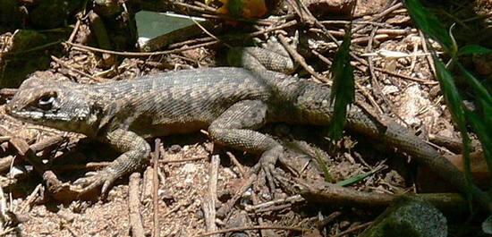 Etheridge's lava lizard