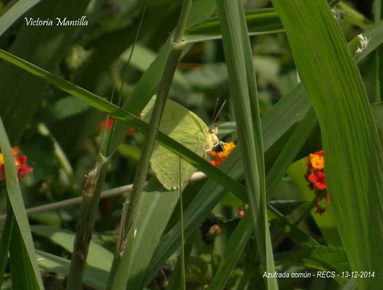 Cloudless Sulphur