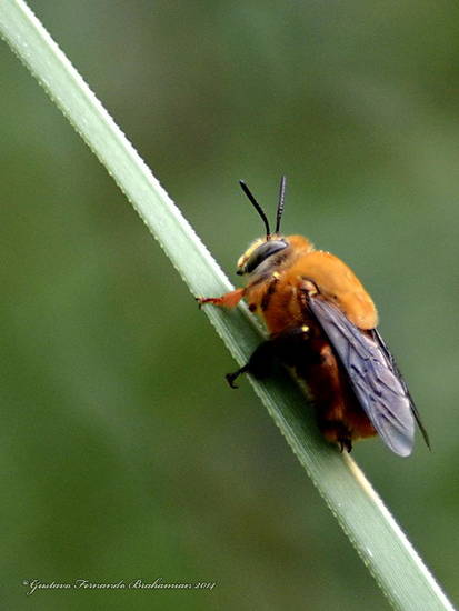 Abeja solitaria