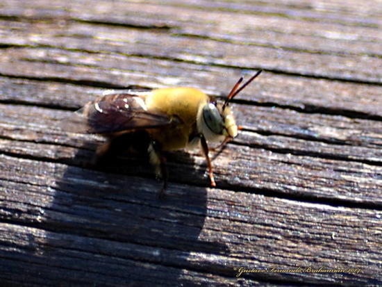 Abeja solitaria