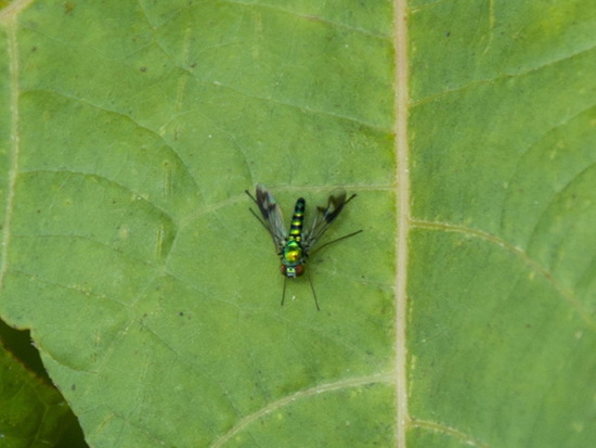Mosca zancuda