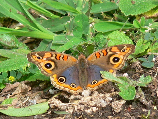 Southern buckeye