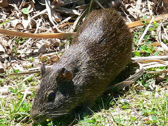 Pampas cavy