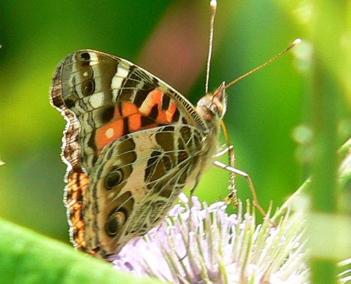 Southamerican lady