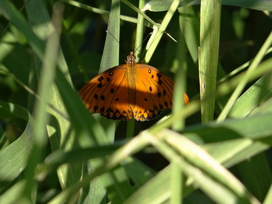 Gulf fritillary