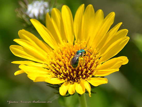 Sweat Bee