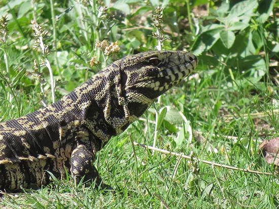 Black-and-white tegu lizard