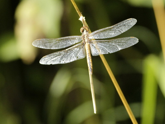 Libélula