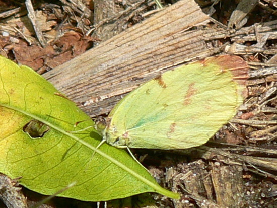 Common yellow