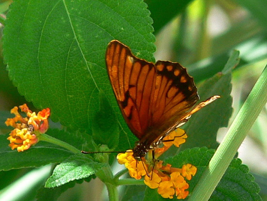 Mexican silverspot