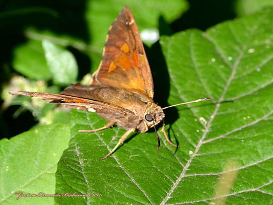 Silverdrop