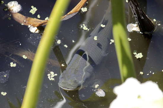 Streaked prochilid
