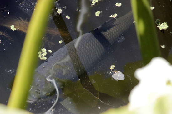 Streaked prochilid