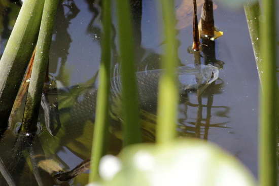 Streaked prochilid