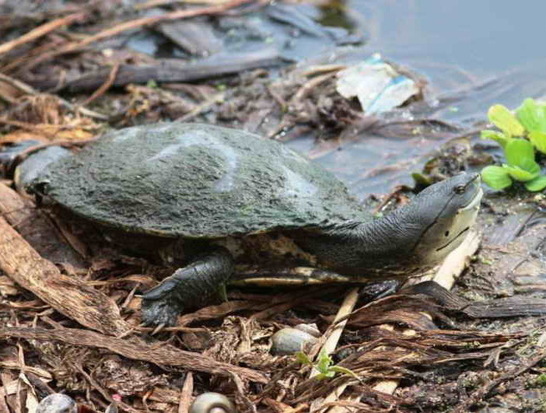 Side-necked turtle