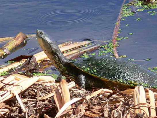 Side-necked turtle